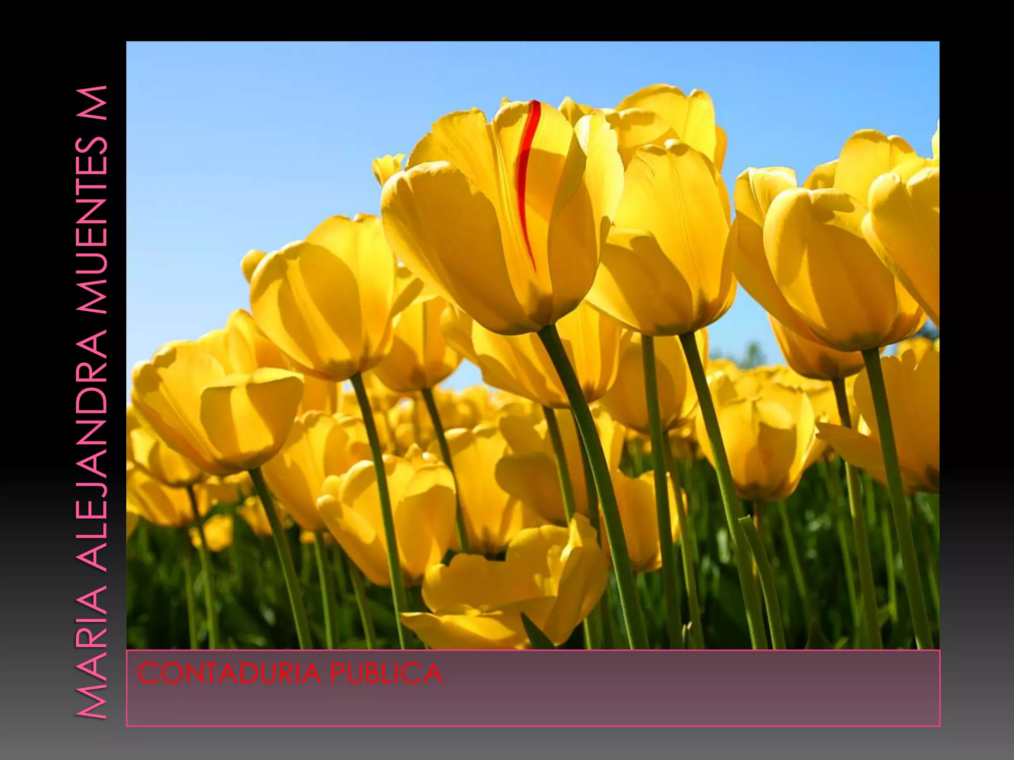 Maria alejandra muentes mCONTADURIA PUBLICA