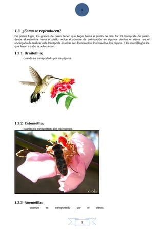 1
1
1.3 ¿Como se reproducen?
En primer lugar, los granos de polen tienen que llegar hasta el pistilo de otra flor. El transporte del polen
desde el estambre hasta el pistilo recibe el nombre de polinización en algunos plantas el viento es el
encargado de realizar este transporte en otras son los insectos, los insectos, los pájaros o los murciélagos los
que llevan a cabo la polinización.
1.3.1 Ornitofilia;
cuando es transportado por los pájaros.
1.3.2 Entomófila;
cuando es transportado por los insectos.
1.3.3 Anemófila;
cuando es transportado por el viento.
 
