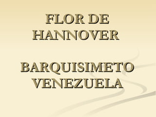 FLOR DE HANNOVER  BARQUISIMETO VENEZUELA 