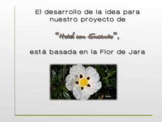 Flor de jara