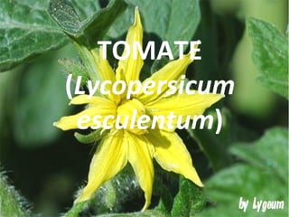 TOMATE ( Lycopersicum esculentum ) 