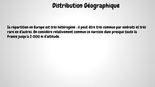 Distribution Géographique
Sa répartition en Europe est très hétérogène : il peut être très commun par endroits et très
rare en d'autres. On considère relativement commun ce narcisse dans presque toute la
France jusqu’à 2 000 m d’altitude.
 