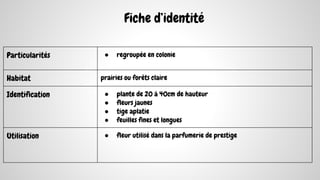 Fiche d’identité
Particularités ● regroupée en colonie
Habitat prairies ou forêts claire
Identification ● plante de 20 à 40cm de hauteur
● fleurs jaunes
● tige aplatie
● feuilles fines et longues
Utilisation ● fleur utilisé dans la parfumerie de prestige
 
