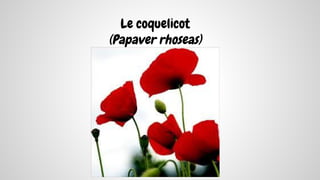 Le coquelicot
(Papaver rhoseas)
 