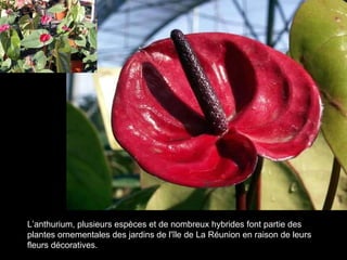L’anthurium, plusieurs espèces et de nombreux hybrides font partie des plantes ornementales des jardins de l'île de La Réunion en raison de leurs fleurs décoratives.   
