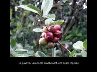 Le goyavier un arbuste envahissant, une peste végétale. 