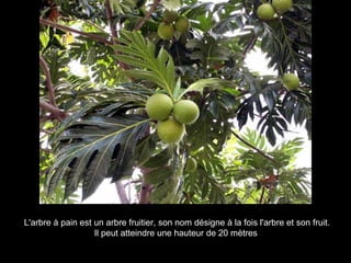 L'arbre à pain est un arbre fruitier, son nom désigne à la fois l'arbre et son fruit. Il peut atteindre une hauteur de 20 mètres   
