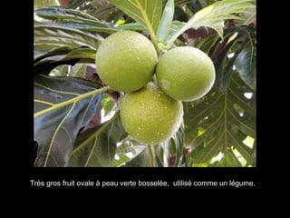 Très gros fruit ovale à peau verte bosselée,  utilisé comme un légume.   