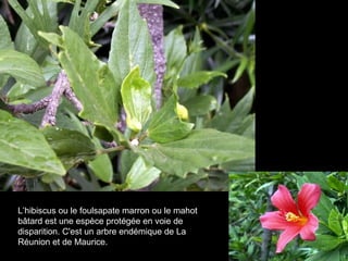 L’hibiscus ou le foulsapate marron ou le mahot bâtard est une espèce protégée en voie de disparition. C'est un arbre endémique de La Réunion et de Maurice. 