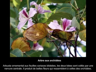 Arbuste ornemental aux feuilles coriaces bilobées, les deux lobes sont collés par une nervure centrale. Il produit de belles fleurs qui ressemblent à celles des orchidées. Arbre aux orchidées  