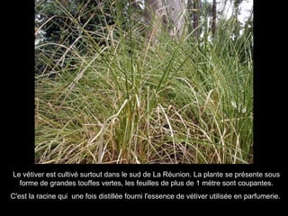 Le vétiver est cultivé surtout dans le sud de La Réunion. La plante se présente sous forme de grandes touffes vertes, les feuilles de plus de 1 mètre sont coupantes. C'est la racine qui  une fois distillée fourni l'essence de vétiver utilisée en parfumerie.   