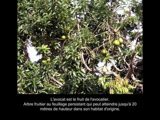 L'avocat est le fruit de l'avocatier. Arbre fruitier au feuillage persistant qui peut atteindre jusqu'à 20 mètres de hauteur dans son habitat d'origine. 