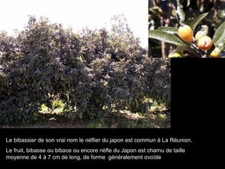 Le bibassier de son vrai nom le néflier du japon est commun à La Réunion. Le fruit, bibasse ou bibace ou encore nèfle du Japon est charnu de taille moyenne de 4 à 7 cm de long, de forme  généralement ovoïde 