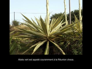 Aloès vert est appelé couramment à la Réunion choca.  