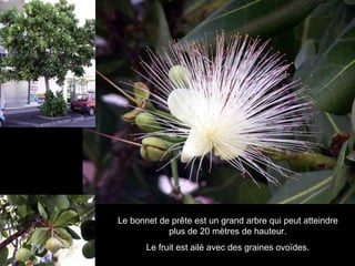 Le bonnet de prête est un grand arbre qui peut atteindre plus de 20 mètres de hauteur. Le fruit est ailé avec des graines ovoïdes. 