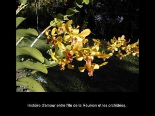 Histoire d'amour entre l'île de la Réunion et les orchidées.  