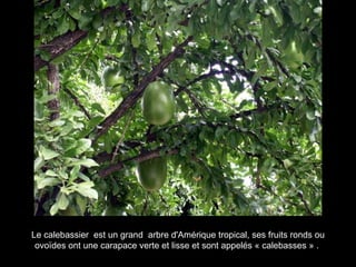 Le calebassier  est un grand  arbre d'Amérique tropical, ses fruits ronds ou ovoïdes ont une carapace verte et lisse et sont appelés « calebasses » .   