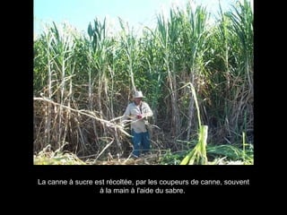 La canne à sucre est récoltée, par les coupeurs de canne, souvent à la main à l'aide du sabre.  
