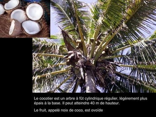 Le cocotier est un arbre à fût cylindrique régulier, légèrement plus épais à la base. Il peut atteindre 40 m de hauteur. Le fruit, appelé noix de coco, est ovoïde 