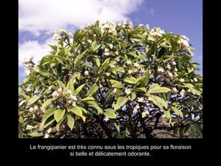 Le frangipanier est très connu sous les tropiques pour sa floraison si belle et délicatement odorante. 