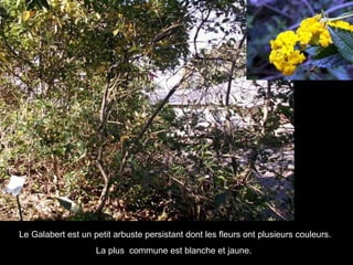Le Galabert est un petit arbuste persistant dont les fleurs ont plusieurs couleurs. La plus  commune est blanche et jaune.  