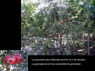 Le grenadier peut atteindre environ 5 m de hauteur.  La grenade est le fruit comestible du grenadier.  