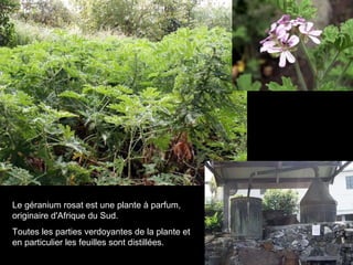 Le géranium rosat est une plante à parfum, originaire d'Afrique du Sud. Toutes les parties verdoyantes de la plante et en particulier les feuilles sont distillées.   