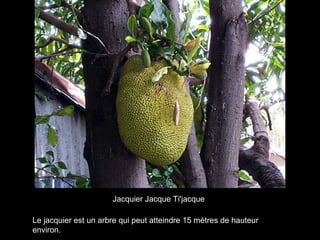 Le jacquier est un arbre qui peut atteindre 15 mètres de hauteur environ.  Jacquier Jacque Ti'jacque   