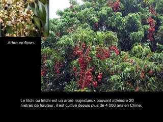 Le litchi ou letchi est un arbre majestueux pouvant atteindre 20 mètres de hauteur, il est cultivé depuis plus de 4 000 ans en Chine. Arbre en fleurs 