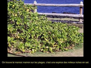 On trouve le manioc marron sur les plages, c'est une espèce des milieux riches en sel. 