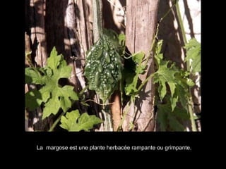 La  margose est une plante herbacée rampante ou grimpante.  