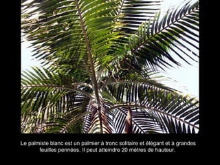 Le palmiste blanc est un palmier à tronc solitaire et élégant et à grandes feuilles pennées. Il peut atteindre 20 mètres de hauteur.  