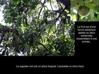 Le sapotier noir est un arbre tropical, il possède un tronc haut.  Le fruit est d'une forme sphérique aplatie au deux extrémités ressemblant à une tomate.   
