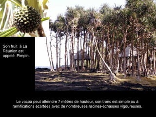 Le vacoa peut atteindre 7 mètres de hauteur, son tronc est simple ou à ramifications écartées avec de nombreuses racines-échasses vigoureuses. Son fruit  à La Réunion est appelé  Pimpin. 