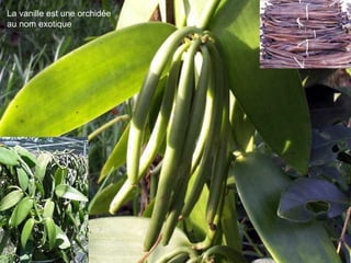 La vanille est une orchidée au nom exotique  