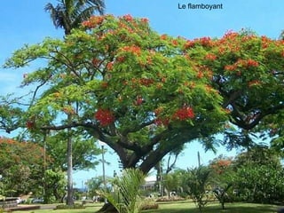 Le flamboyant  