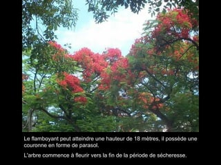 Le flamboyant peut atteindre une hauteur de 18 mètres, il possède une couronne en forme de parasol. L'arbre commence à fleurir vers la fin de la période de sécheresse. 