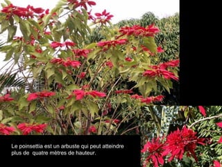 Le poinsettia est un arbuste qui peut atteindre plus de  quatre mètres de hauteur.  