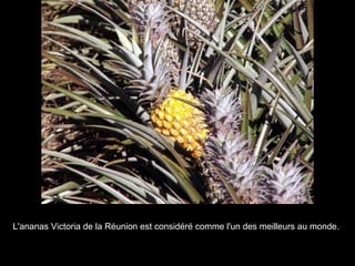 L'ananas Victoria de la Réunion est considéré comme l'un des meilleurs au monde. 