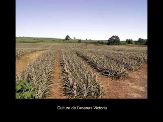 Culture de l’ananas Victoria 