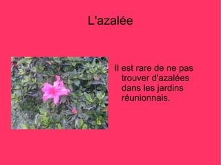 L'azalée


    Il est rare de ne pas
       trouver d'azalées
       dans les jardins
       réunionnais.
 