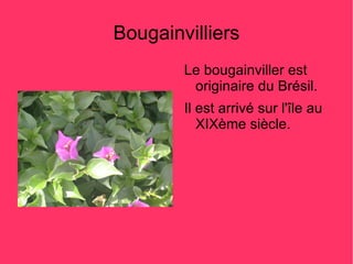 Bougainvilliers
        Le bougainviller est
         originaire du Brésil.
        Il est arrivé sur l'île au
           XIXème siècle.
 