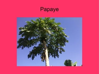 Papaye
 