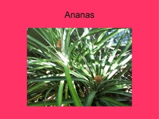 Ananas
 