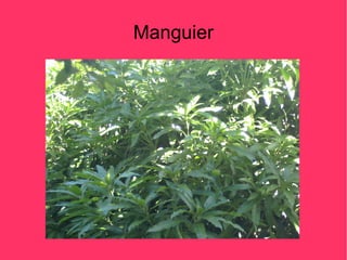 Manguier
 