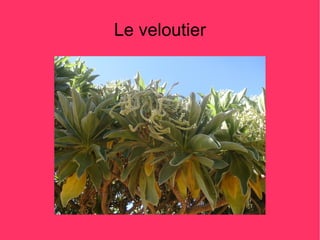Le veloutier
 