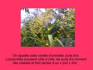 On appelle cette variété d'orchidée: puits d'or.
Lorsqu'elles poussent côte à côte, les puits d'or forment
    des masses et font penser à un « puit » d'or.
 