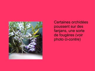 Certaines orchidées
poussent sur des
fanjans, une sorte
de fougères (voir
photo ci-contre)
 
