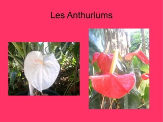 Les Anthuriums
 