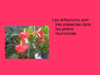 Les anthuriums sont
 très présentes dans
 les jardins
 réunionnais.
 
